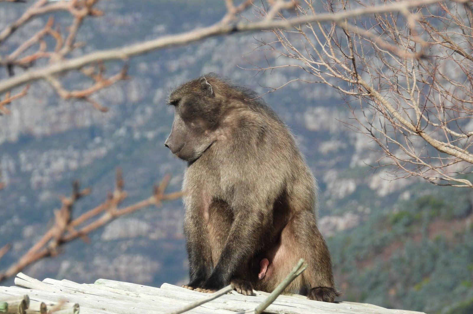 Baboon-Project.org Blog